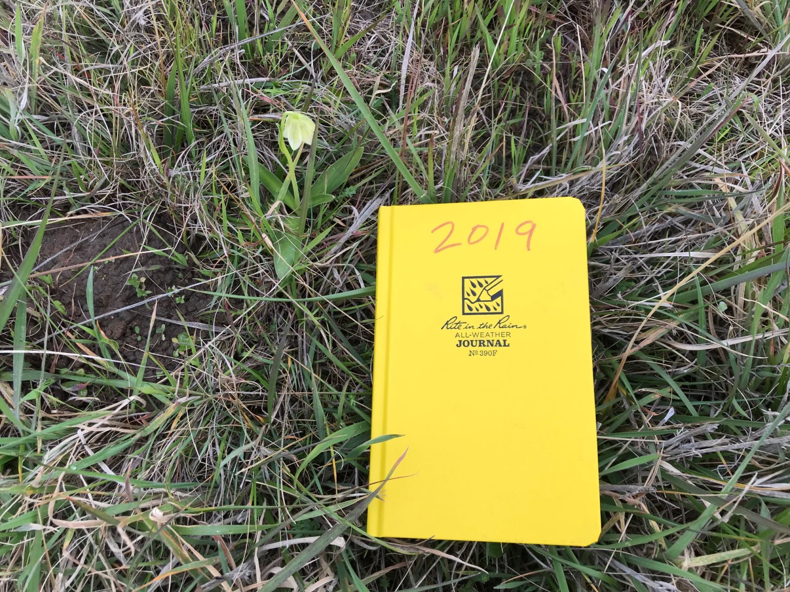 Field crew conducting invasive plant removal and restoration