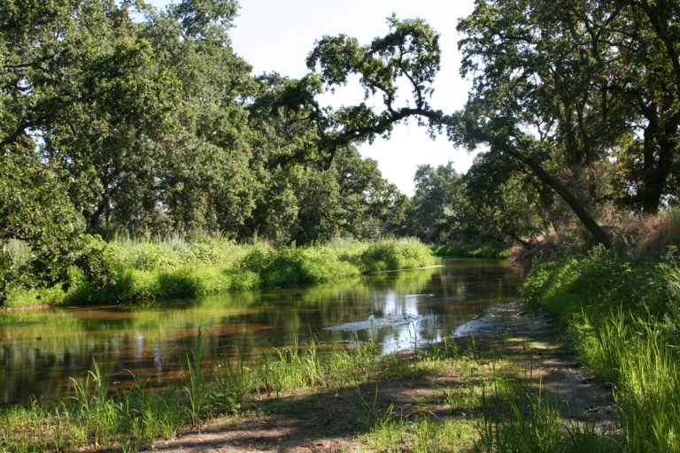 Wetland Delineation