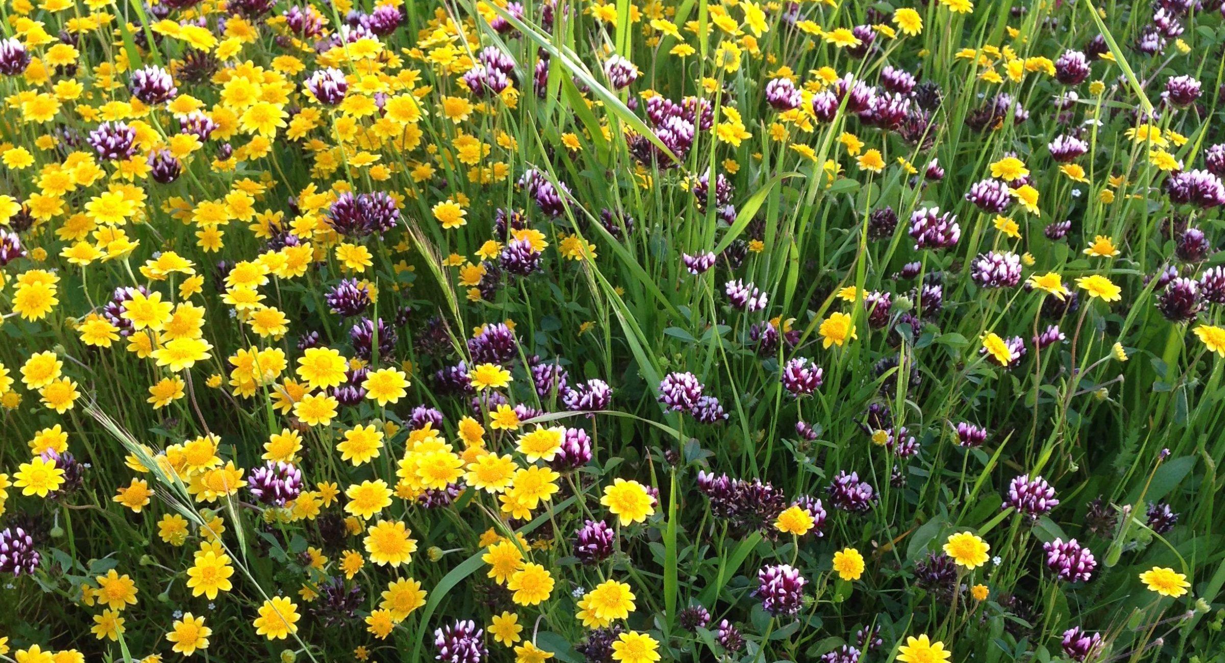 Vibrant wildflower meadow with yellow and purple blooms